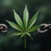 Cannabis und Sucht: Risiken im Überblick