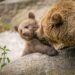 Familienausflug Maschsee Hannover – Tipps mit Kindern