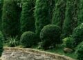Immergrüne Pflanzen für Hof und Garten