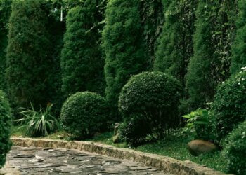 Immergrüne Pflanzen für Hof und Garten