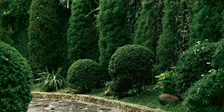 Immergrüne Pflanzen für Hof und Garten