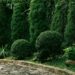 Immergrüne Pflanzen für Hof und Garten