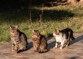 Futterberatung im Mehrkatzenhausalt: 7 Vorteile