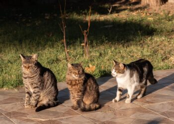Futterberatung im Mehrkatzenhausalt: 7 Vorteile