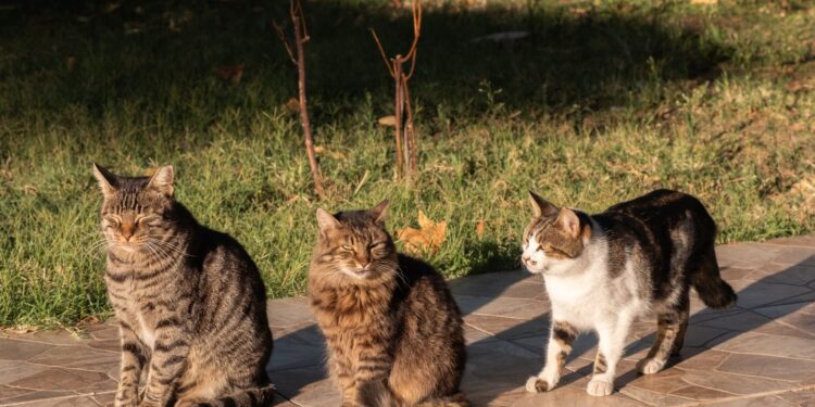 Futterberatung im Mehrkatzenhausalt: 7 Vorteile