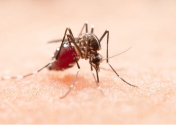 Insektenstiche und -bisse bei Kindern erkennen, behandeln und vorbeugen